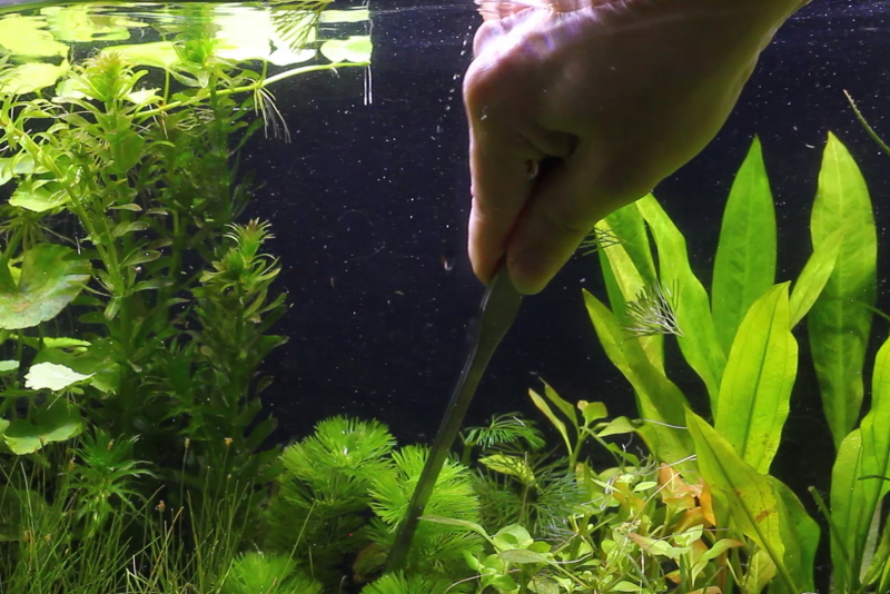 トリミング　差し戻し　カボンバ